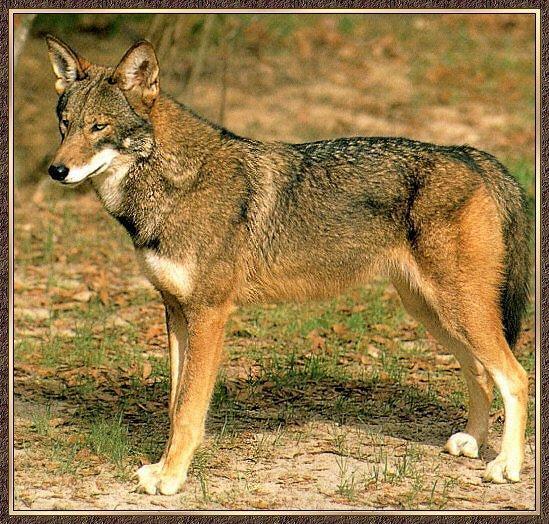 Coyote 02-Standing-Portrait.jpg