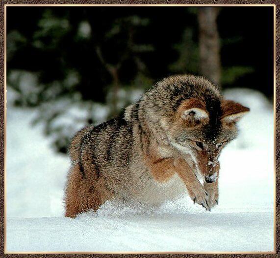 Coyote 03-Jumping Run-In Snow.jpg