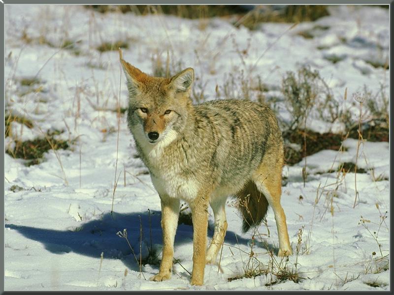 coyote 03-Standing on snow field.jpg