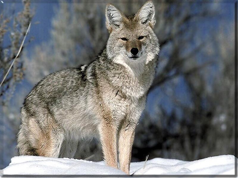 Coyote 042056-Standing on snow.jpg