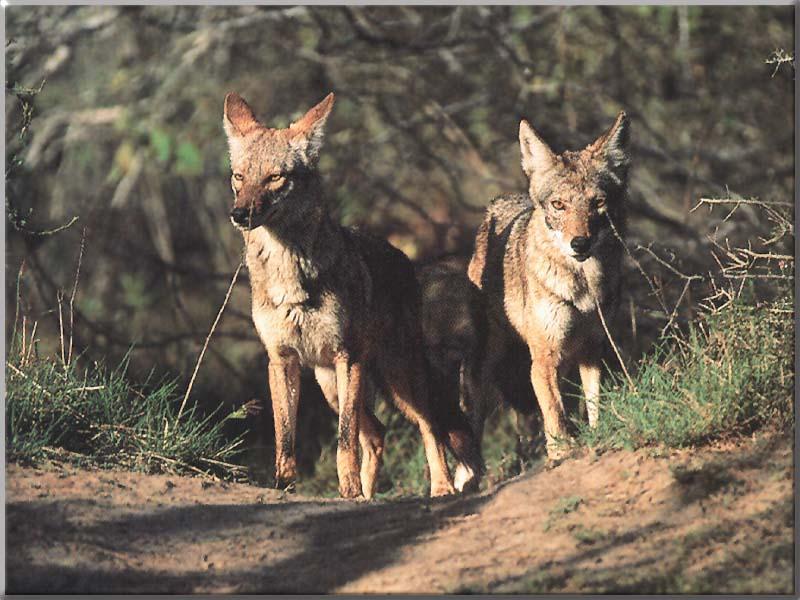 Coyote 048-2Adults on Hill.JPG