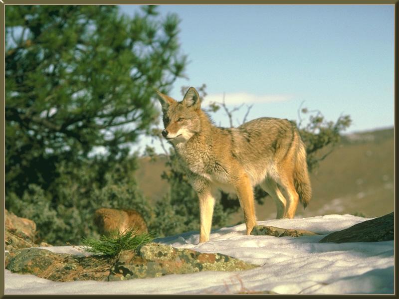 coyote 04-Snow Forest.jpg