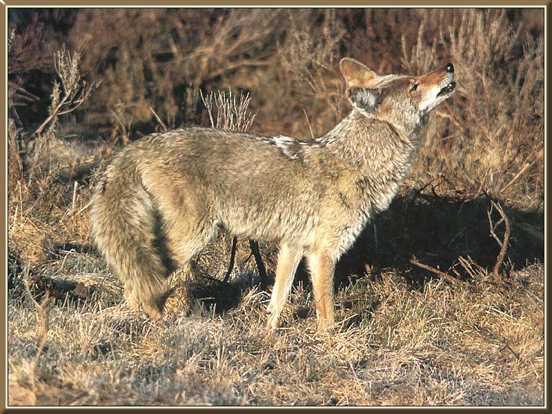 Coyote 051-Looks up-on grass.jpg
