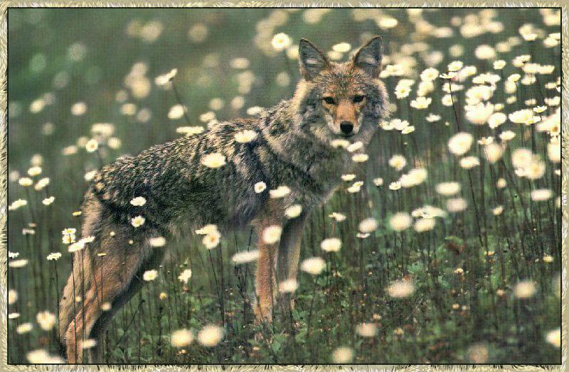 Coyote 06-Standing In Wild Flower Bush.jpg