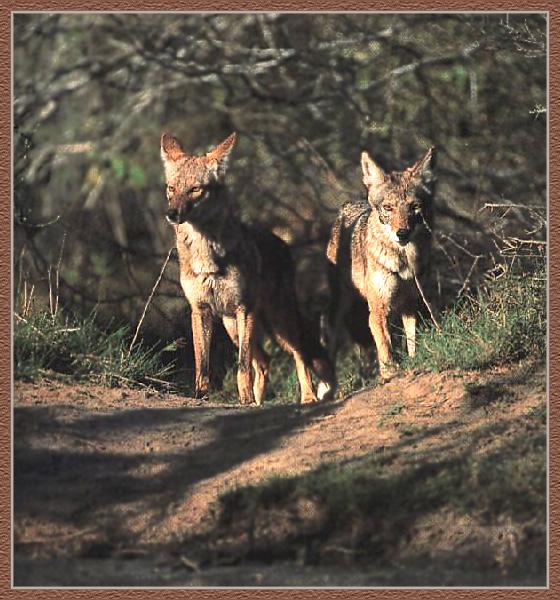 Coyote 07-2Adults-Standing-in forest path.jpg
