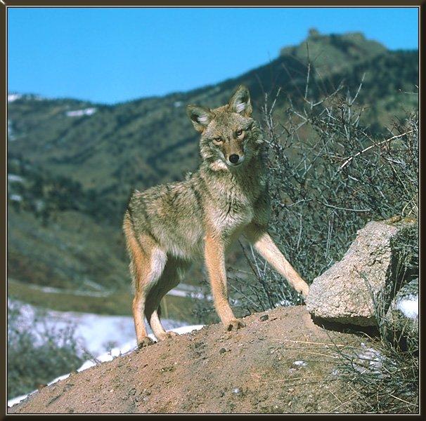 Coyote 077-Standing on hillside.jpg