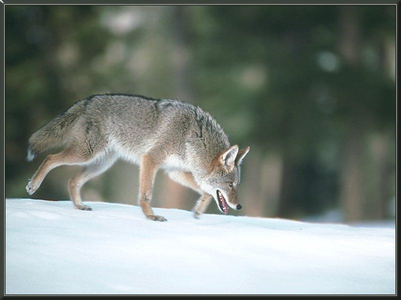 coyote 07-Tired Run on Snow.jpg