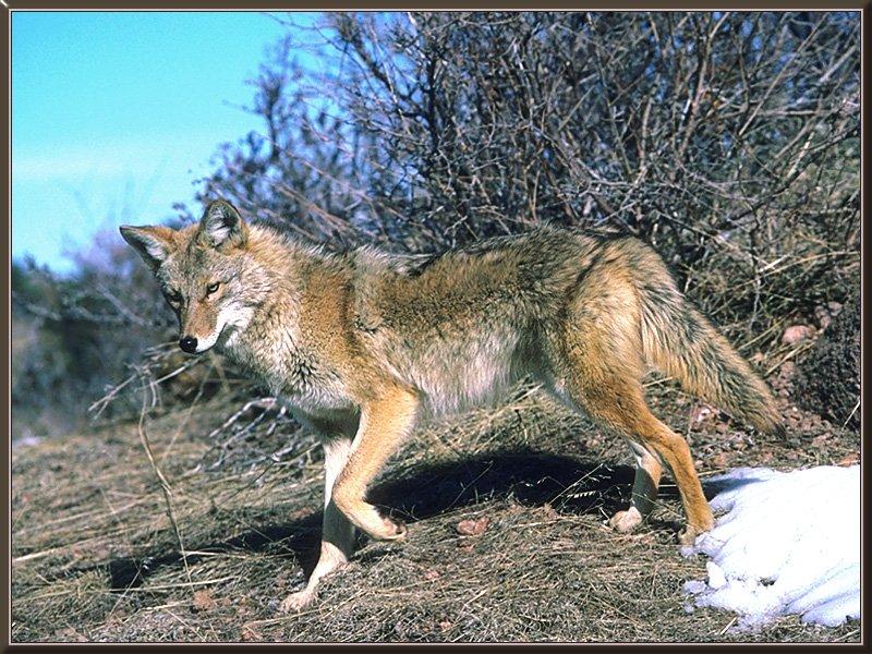 Coyote 090-Walking down the hill-Closeup.jpg