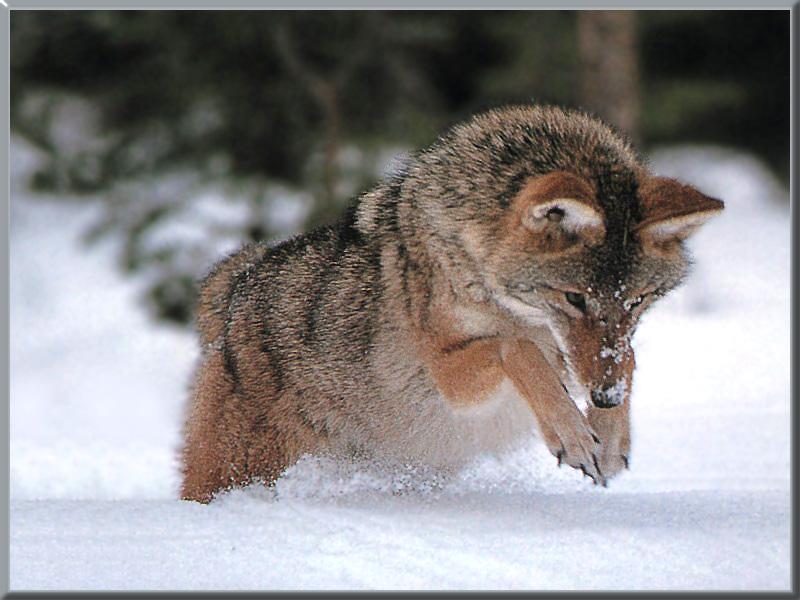 Coyote 094-Jumping run in snow.jpg