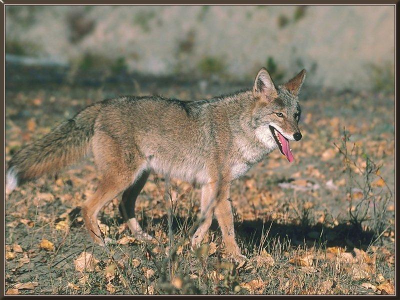 coyote 09-Autumn Plain.jpg
