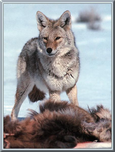 Coyote 10.jpg
