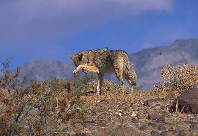 Coyote 100-Cleaning eyes on hill.jpg
