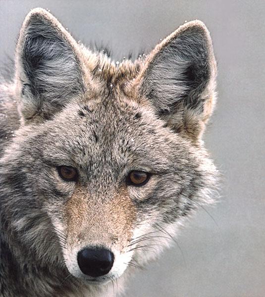 Coyote 100-Face Closeup.jpg
