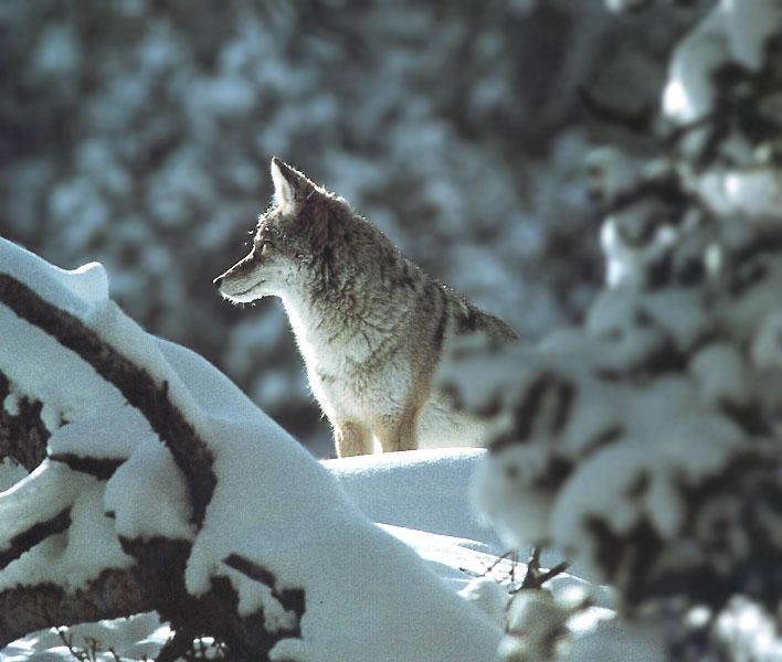 Coyote 101-Standing in snow forest.jpg