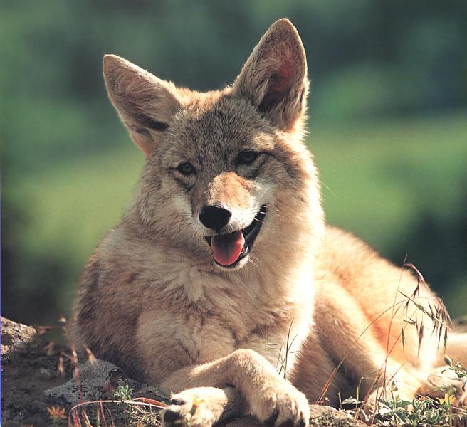 Coyote 103-Happy Face-Sitting.jpg