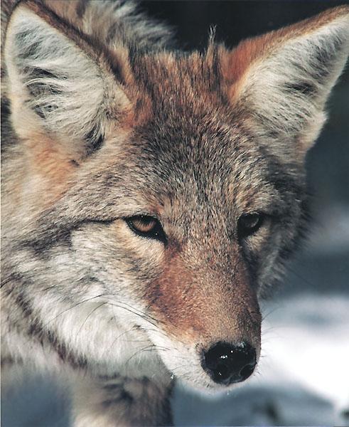 Coyote 106-Face Closeup.jpg