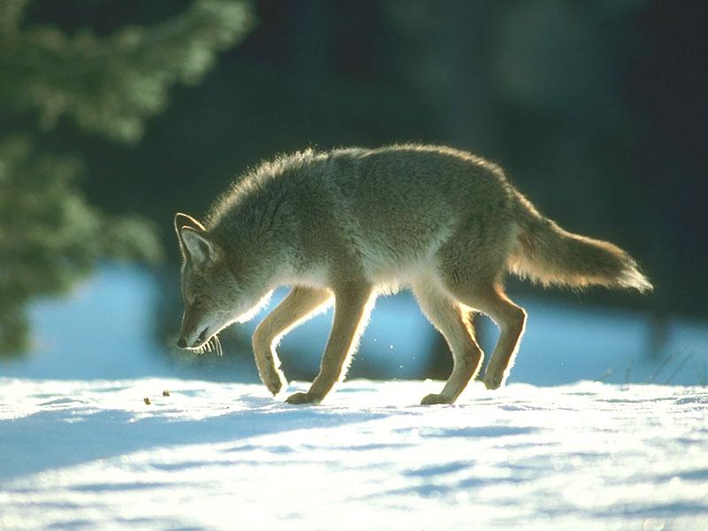 Coyote 109039-walks on snow.jpg