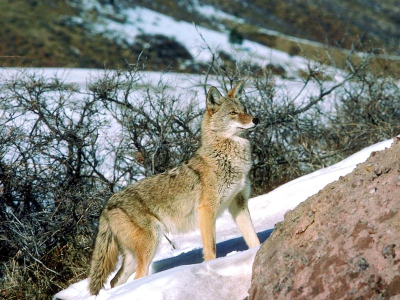Coyote 109040-climbing snow hill.jpg