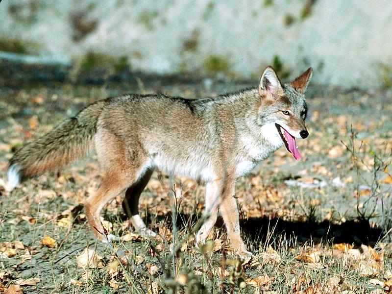 Coyote 109044-exposing tongue.jpg