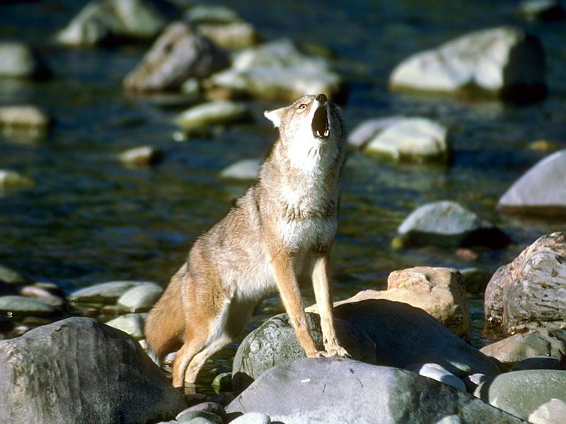 Coyote 109046-big snarling on rocky stream.jpg