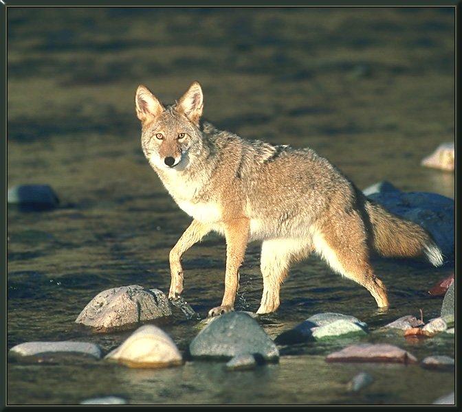 coyote 10-Corssing Stream.jpg