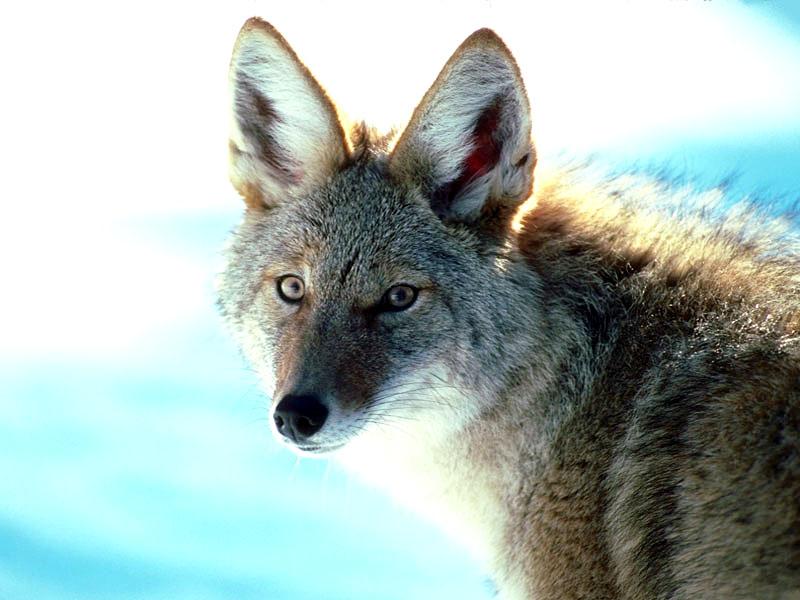 Coyote 109049-face closeup.jpg