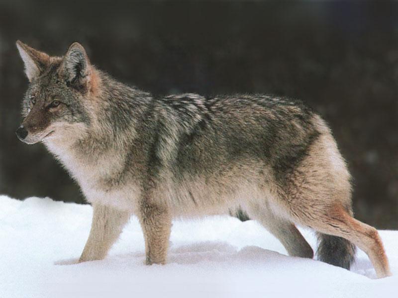 Coyote 113-Standing on snow-Closeup.jpg