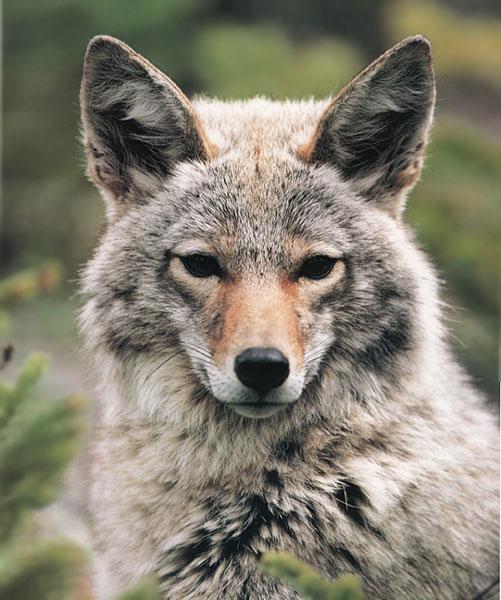 Coyote 114-Face Closeup.jpg