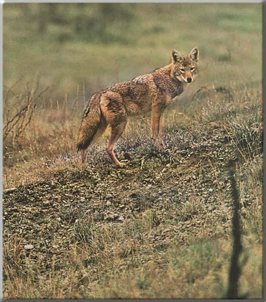 Coyote 116-Up Hill.JPG