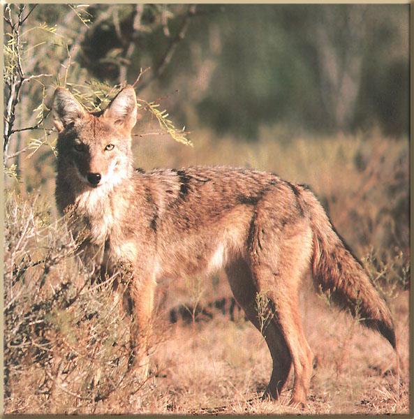 Coyote 118-Portrait-Closeup at bush edge.JPG