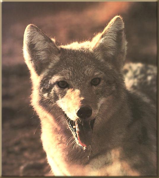 Coyote 119-Face Closeup.JPG