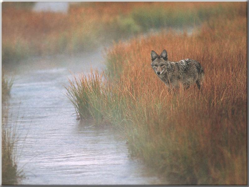 Coyote 121-Standing in swamp bank weeds.JPG