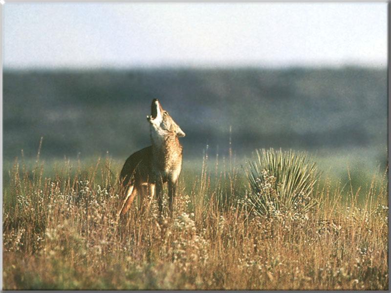 Coyote 122-Howls in bushland.JPG