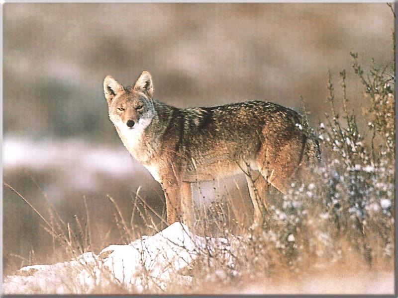Coyote 123-Standing on snowy bush.JPG