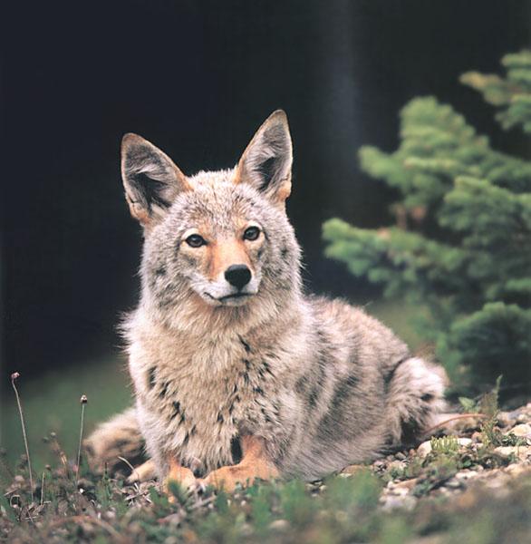 Coyote 124-Sitting on the ground-Closeup.jpg