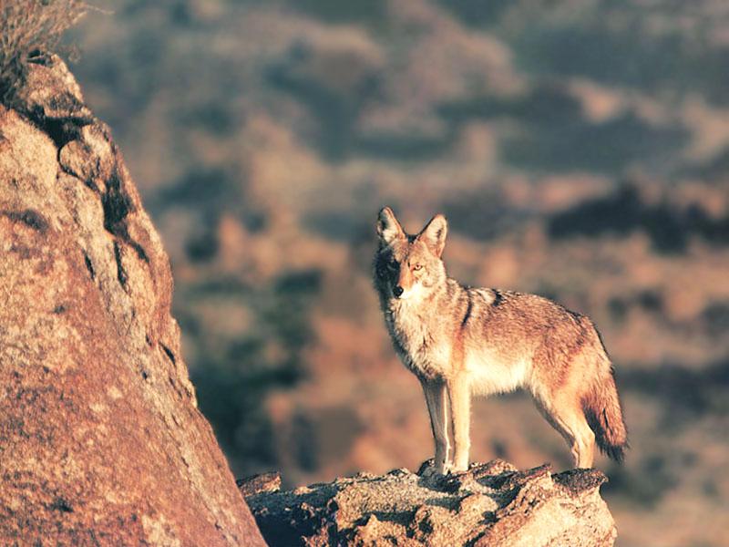 Coyote 125-Standing on cliff rock.jpg