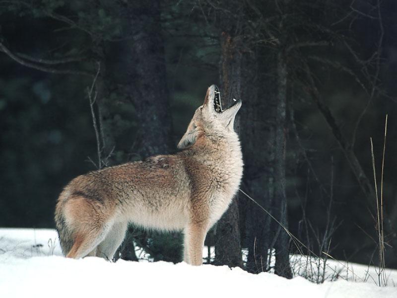 Coyote 127-Howls on snow.jpg