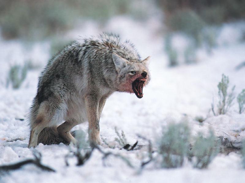Coyote 136-Snarls Aggresively.jpg