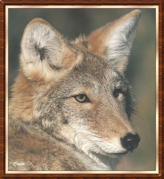 Coyote bb001-face closeup.jpg
