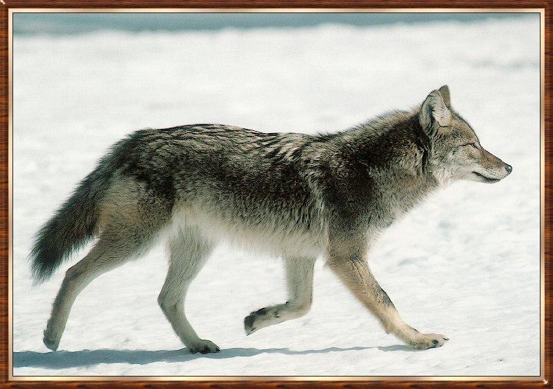 Coyote bb003-happy walking on snow.jpg