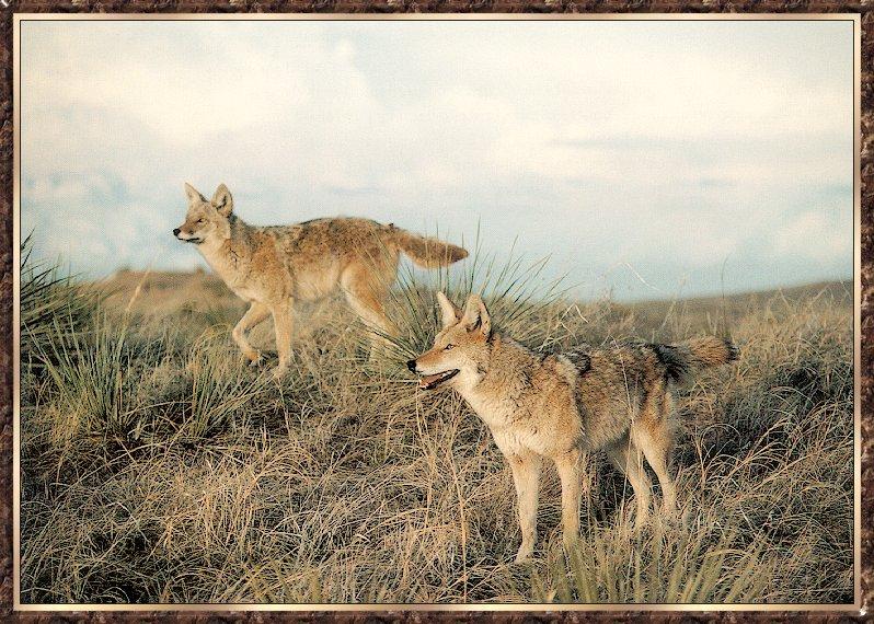Coyote bb004-pair stalking on grass hill.jpg