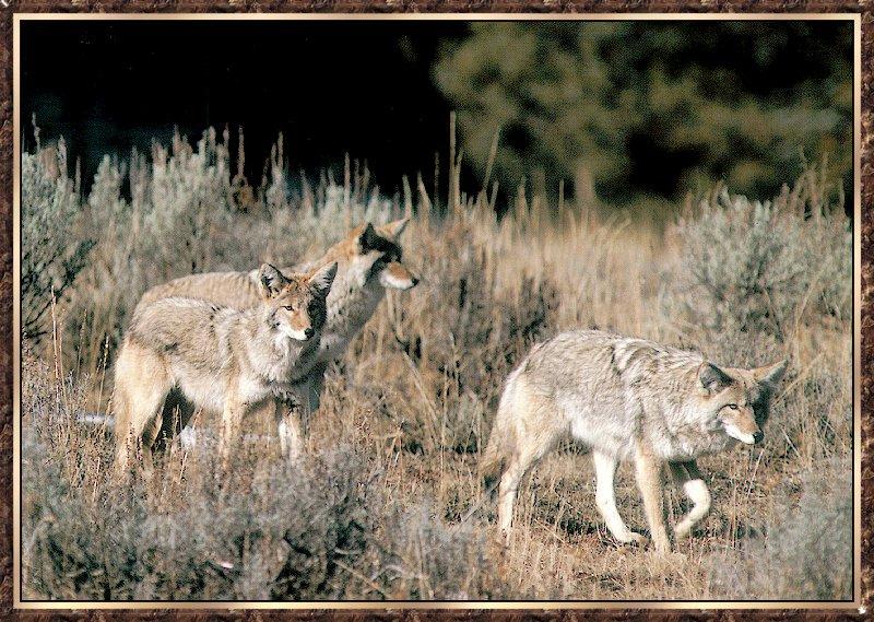Coyote bb005-pack of 3 walking in bush.jpg