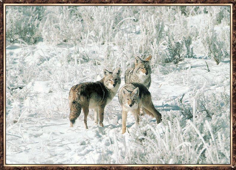 Coyote bb006-pack of 3 in snowy bush.jpg