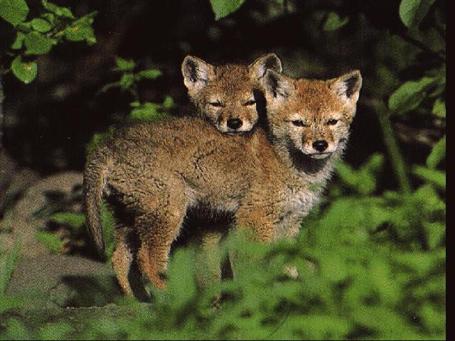 COYOTE CUB2-2cubs-in forest.JPG