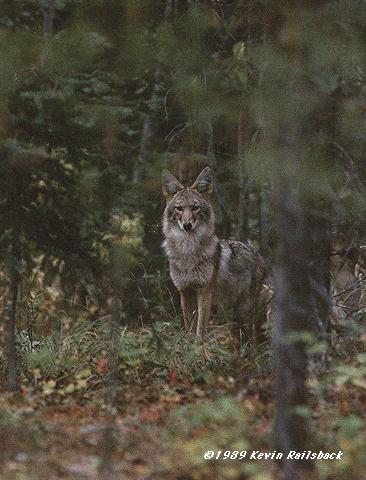 Coyote portrait-standing in forest.jpg