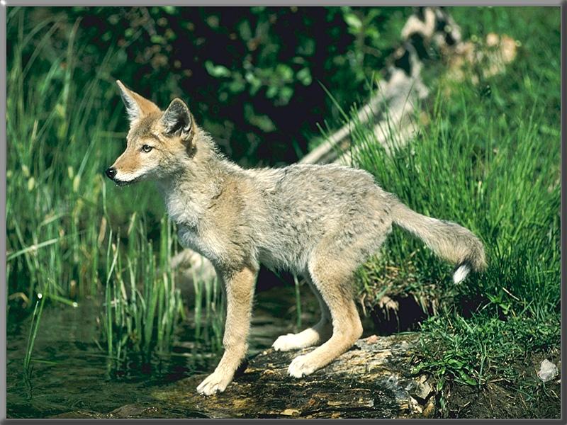 Coyote Young by the swamp.jpg