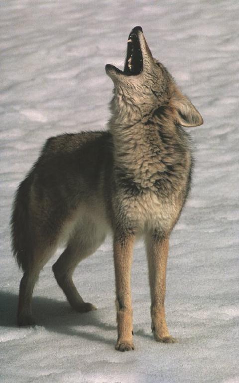 coyote01.jpg