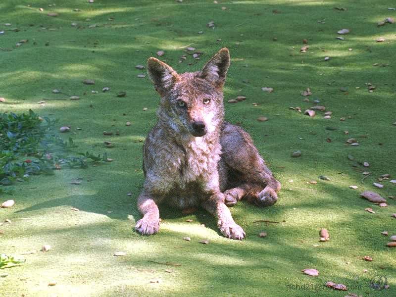 coyote02L-sitting on grass.jpg