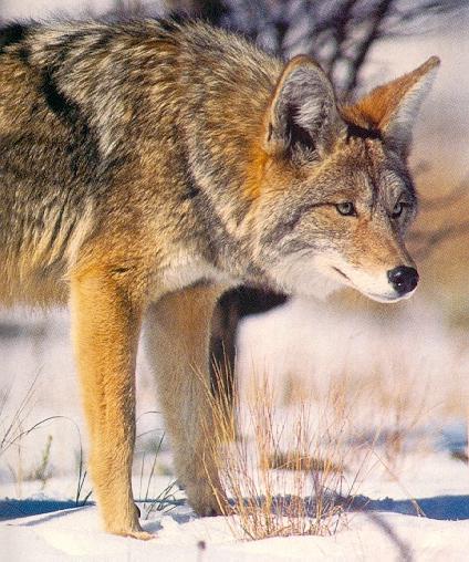 coyote02-On Snow-Closeup.jpg