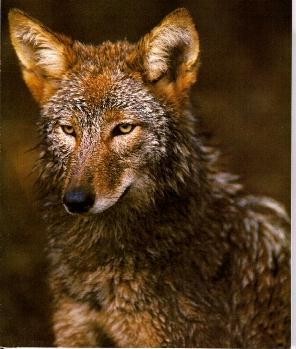 coyote03.jpg